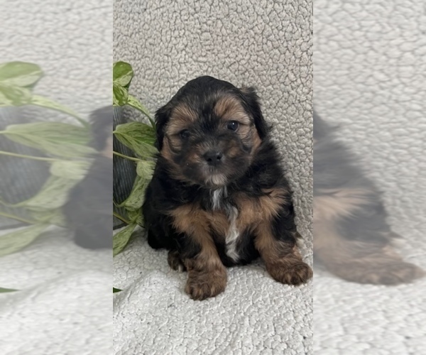 Medium Photo #5 Poodle (Toy)-Yorkshire Terrier Mix Puppy For Sale in WAUNAKEE, WI, USA