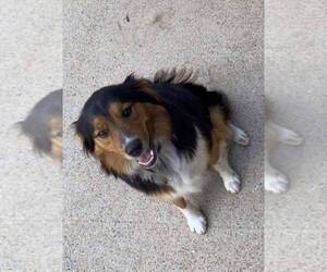 Mother of the Australian Shepherd puppies born on 04/03/2025