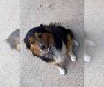 Small Photo #1 Australian Shepherd Puppy For Sale in DRUMMONDS, TN, USA