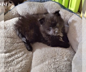 Pomeranian Puppy for sale in SPOTSYLVANIA, VA, USA