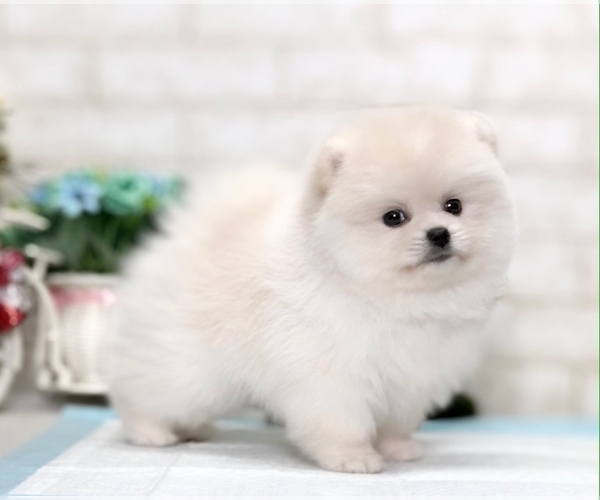 Medium Photo #6 Pomeranian Puppy For Sale in BEVERLY HILLS, CA, USA