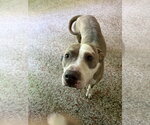 Small Labrador Retriever Mix