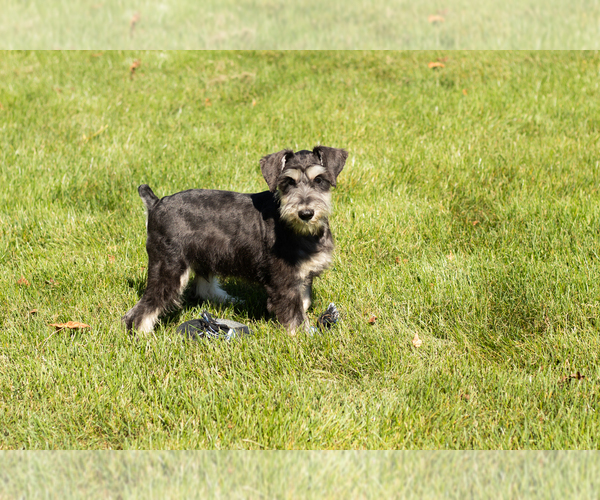 Medium Photo #1 Schnauzer (Miniature) Puppy For Sale in NAPPANEE, IN, USA
