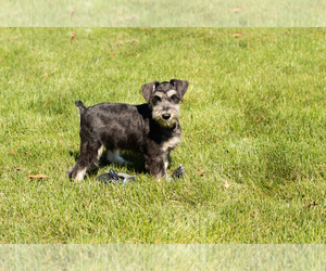 Schnauzer (Miniature) Puppy for sale in NAPPANEE, IN, USA