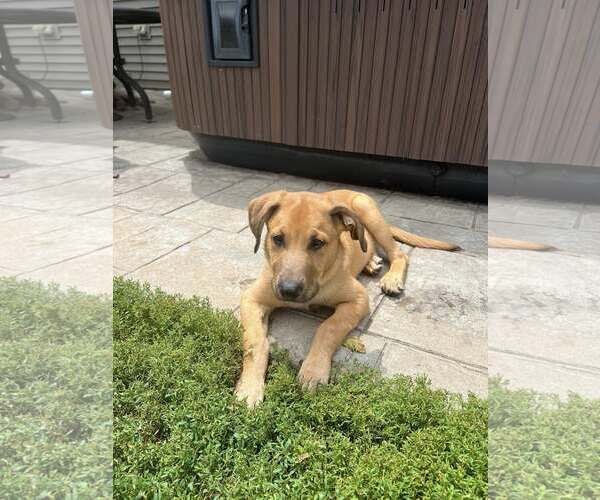 Medium Photo #4 Sheprador Puppy For Sale in Plainfield, IL, USA