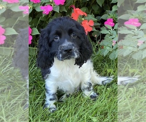 Cocker Spaniel Puppy for sale in SENECA FALLS, NY, USA