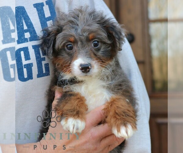 Medium Photo #2 Bernedoodle (Miniature) Puppy For Sale in NARVON, PA, USA