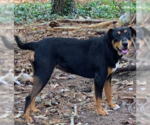 Small #1 Mutt