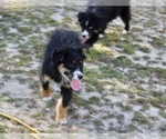 Small Photo #27 Australian Shepherd Puppy For Sale in ACTON, CA, USA