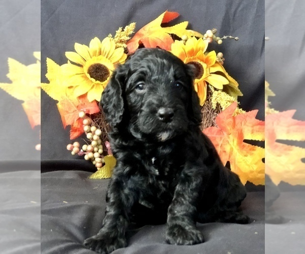Medium Photo #13 Goldendoodle-Poodle (Miniature) Mix Puppy For Sale in VACAVILLE, CA, USA