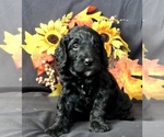 Small Photo #13 Goldendoodle-Poodle (Miniature) Mix Puppy For Sale in VACAVILLE, CA, USA