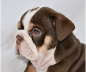 English Bulldog Puppy for sale in GALVESTON, TX, USA