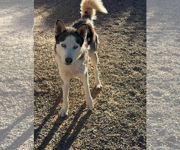 Medium Photo #3 Siberian Husky Puppy For Sale in Cedar Crest, NM, USA
