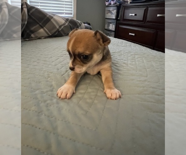 Medium Photo #1 Chihuahua Puppy For Sale in COLUMBIA, SC, USA