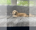 Small Photo #1 Dachshund Puppy For Sale in MEMPHIS, TN, USA