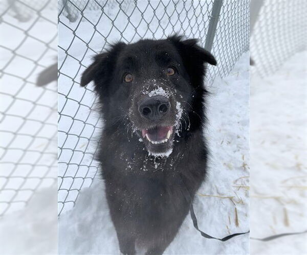 Medium Photo #1 Chow Chow-Unknown Mix Puppy For Sale in Fairbanks, AK, USA