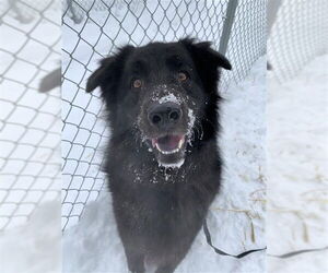 Chow Chow-Unknown Mix Dogs for adoption in Fairbanks, AK, USA