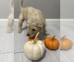 Small Photo #2 Goldendoodle Puppy For Sale in EUREKA, MO, USA