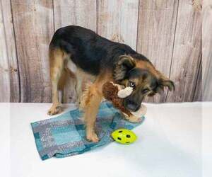 Sigmund - Male Shepradors Dog for Adoption - Photo #3