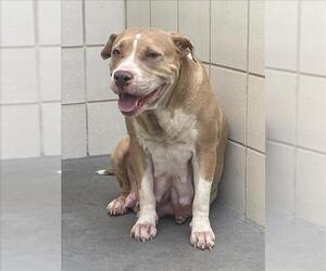 American Pit Bull Terrier Dogs for adoption in Corpus Christi, TX, USA