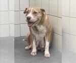 Small American Pit Bull Terrier