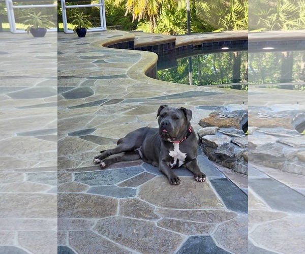 Medium Photo #2 American Pit Bull Terrier-American Staffordshire Terrier Mix Puppy For Sale in Valrico, FL, USA