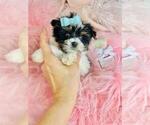 Small #15 Yorkshire Terrier