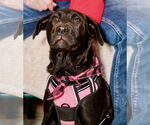 Small #5 Labrador Retriever Mix