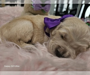 Medium Golden Retriever