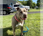 Small #39 American Staffordshire Terrier Mix