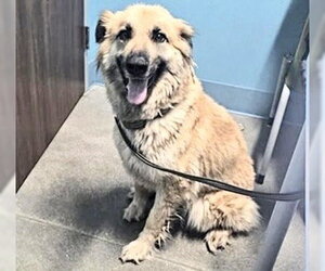 German Shepherd Dog-Unknown Mix Dogs for adoption in Houston, TX, USA