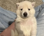 Puppy Peanut German Shepherd Dog