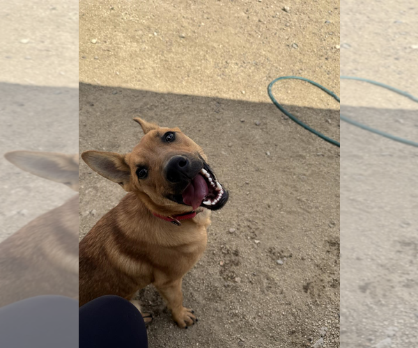 Medium Photo #5 Mutt Puppy For Sale in Incline Village, NV, USA
