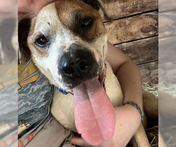 Medium Photo #2 Boxer-Unknown Mix Puppy For Sale in Roaring River, NC, USA