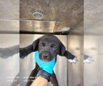 Small Labrador Retriever Mix