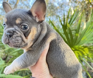 French Bulldog Puppy for sale in SEBRING, FL, USA