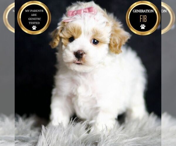 Medium Photo #149 Maltipoo Puppy For Sale in WARSAW, IN, USA