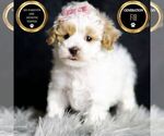 Small Photo #149 Maltipoo Puppy For Sale in WARSAW, IN, USA