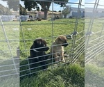Litter of 7 - Male(s) and Female(s) ShollieLitter of Puppies for Sale - Photo #3
