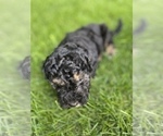 Small Photo #30 Aussiedoodle Miniature  Puppy For Sale in COMMERCE, MI, USA
