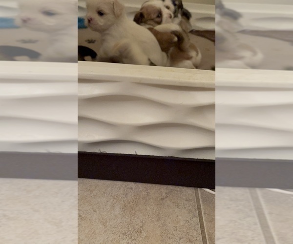 Medium Photo #6 Lhasa Apso Puppy For Sale in GIBSONTON, FL, USA