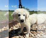 Small Photo #9 Great Pyrenees Puppy For Sale in LOCKHART, TX, USA