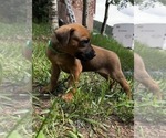Small Photo #4 Rhodesian Ridgeback Puppy For Sale in DIVIDE, CO, USA