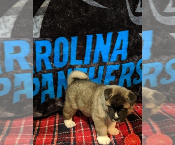 Medium Photo #2 Akita Puppy For Sale in KILLEEN, TX, USA