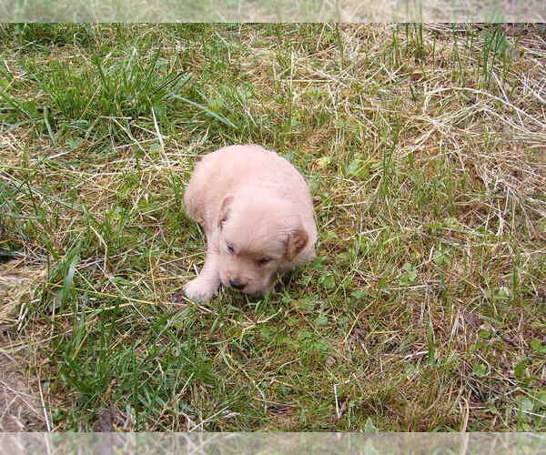 Medium Photo #2 Golden Retriever Puppy For Sale in CROSSVILLE, TN, USA