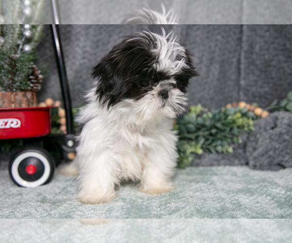 Medium Photo #3 Shih Tzu Puppy For Sale in CLARE, MI, USA