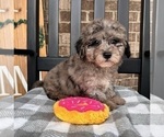 Small Photo #1 Cavapoo Puppy For Sale in INDIANAPOLIS, IN, USA