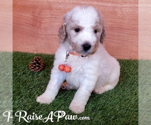 Goldendoodle-Poodle (Standard) Mix Puppy for sale in OVERGAARD, AZ, USA