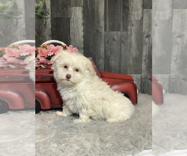 Medium Photo #4 Havanese Puppy For Sale in CANOGA, NY, USA