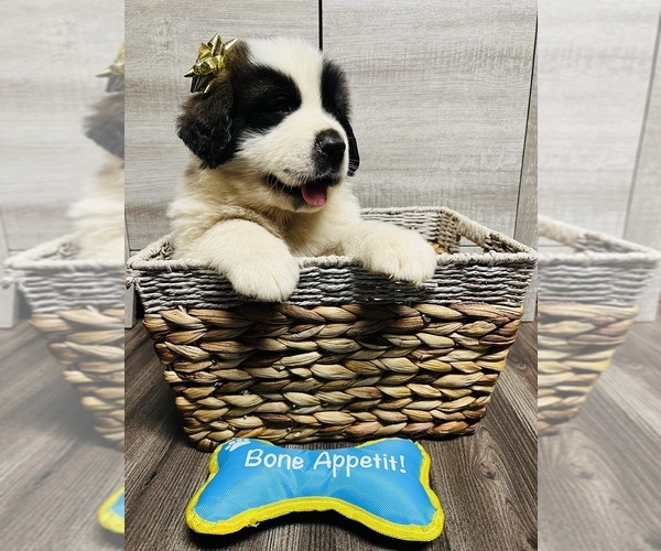 Medium Photo #21 Saint Bernard Puppy For Sale in WHITESBORO, NY, USA